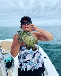 Caught this Atlantic Tripletail in Cape Coral